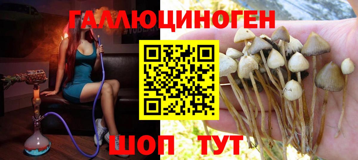 Галлюциногенные грибы прущие грибы  Воронеж  Псилоцибиновые грибы Psilocybine cubensis 